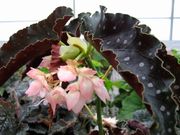 begonia Good 'n' Plenty