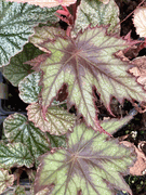begonia 'Janet Brown'