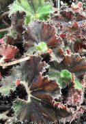 Begonia Kevin Whitecotton