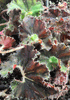 Begonia Kevin Whitecotton Begonia Kevin Whitecotton