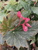 begonia Lady Pease