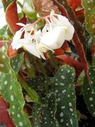 begonia maculata var. wightii