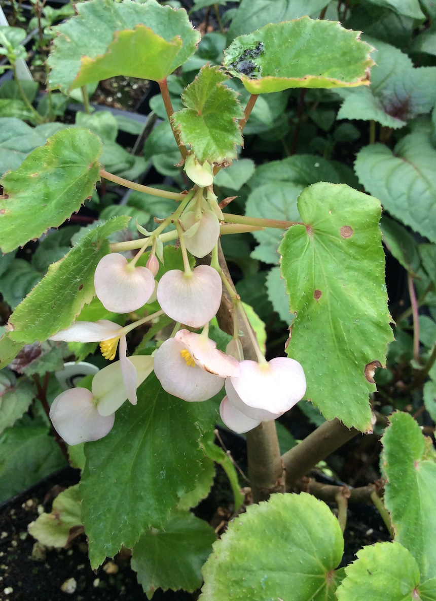 begonia malabarica