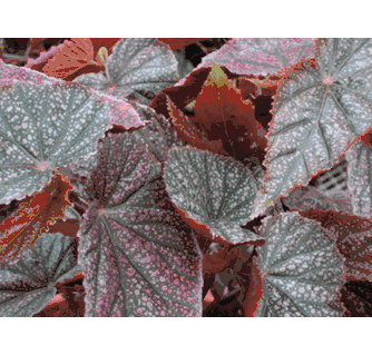 ベゴニア モーリスアーメイ Begonia 'Maurice Amey' | 'Miss Mums