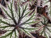 begonia 'Mr. Hunt'