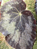 begonia Old Blue begonia Old Blue