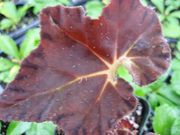 begonia Peter Sharp