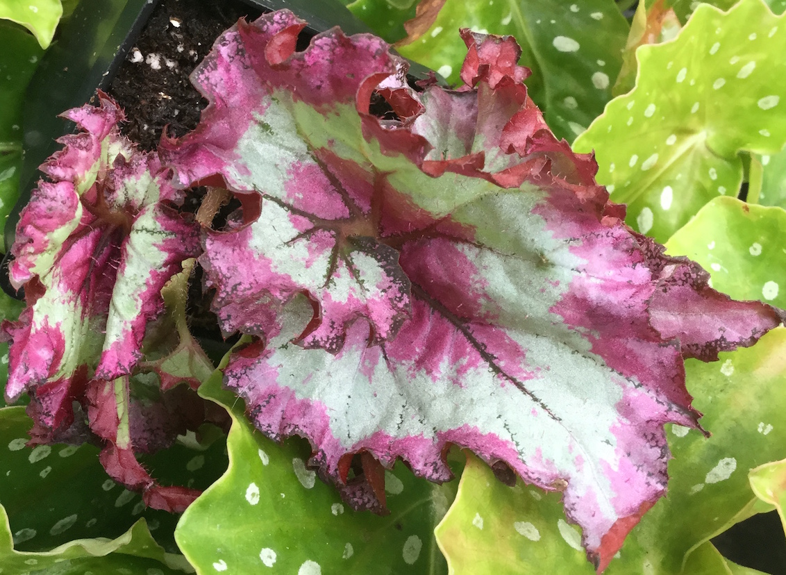 begonia Raspberry Torte
