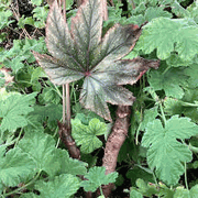 begonia wollnyi  syn williamsii