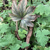 begonia wollnyi syn williamsii begonia wollnyi syn williamsii