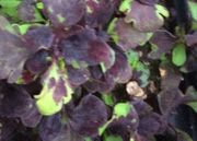 Coleus Cantigny Royale 
