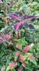 Coleus Tweedy Bird Coleus Tweedy Bird