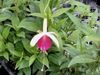 Fuchsia Cara Mia