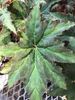 begonia Gunmetal begonia Gunmetal