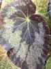 begonia Old Blue begonia Old Blue