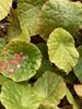 begonia U334 begonia U334