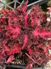 Coleus 'Finn's Fire' Coleus 'Finn's Fire'
