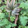 begonia wollnyi syn williamsii begonia wollnyi syn williamsii