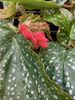 begonia King Lehr begonia King Lehr