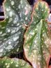 begonia Peach Parfait begonia Peach Parfait