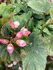 begonia President Carnot begonia President Carnot