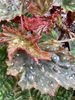 Begonia Spring Frost Begonia Spring Frost