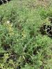 Thyme