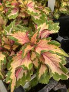 Coleus 'Webber Trifecta'