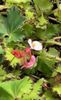 Begonia Jive Begonia Jive
