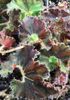 Begonia Kevin Whitecotton Begonia Kevin Whitecotton