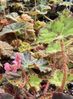 Begonia Leopon Begonia Leopon