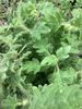 Plectranthus venteri Plectranthus venteri