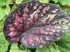 begonia Pandora begonia Pandora