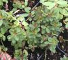 Peperomia rubella Peperomia rubella