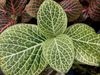 Fittonia White