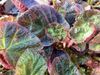 begonia Manaus
