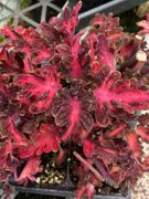 Coleus 'Finn's Fire'