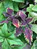 Coleus Blair's Witch Coleus Blair's Witch