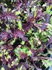 Coleus Boris' Beautiful Fernleaf Coleus Boris' Beautiful Fernleaf