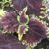 Coleus Leafette Coleus Leafette