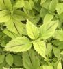 Coleus Pin Stripe Coleus Pin Stripe