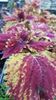 Coleus Ripley's Red Coleus Ripley's Red
