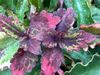 Coleus Roaring Fire Coleus Roaring Fire