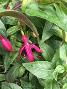 Fuchsia Dying Embers