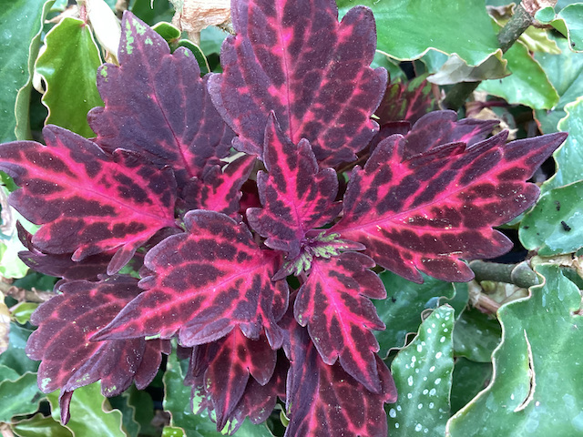 Coleus Roly Poly Coleus Royalty