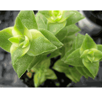 Crassula perforata variegata