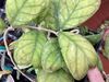 Hoya deykeae