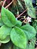 Hoya motoskei