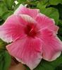Hibiscus Tye Dye Wind