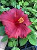 Hibiscus 'Blood Moon'